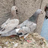 کفتر جفت هفرنگ