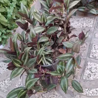 گل طبیعی از گلخونه تولیدی