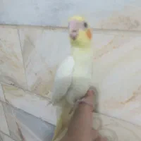 جوجه عروس سرلاکی