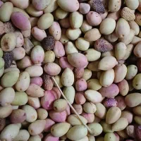 پسته تازه قزوین