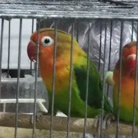 کوتوله فیشر جفت ۸۰۰