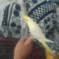 عروس هلندی دستی