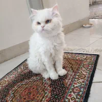 گربه ماده