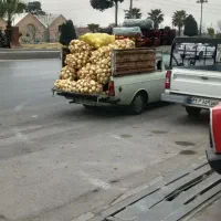 پخش پیاز درشت سیفی جات هر ۳۰۰ کیلیو ب بالا ۵٪تخفیف
