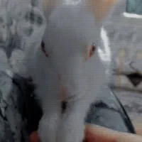 خرگوش