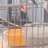 فروش سهره