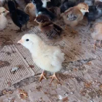 جوجه|حیوانات مزرعه|مانه, |دیوار