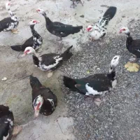 اردک اسراییلی ماده
