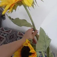 گل آفتاب گردان