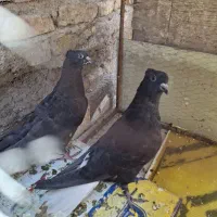 جوجه نر