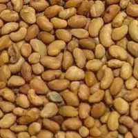 بذریونجه درجه یک دارم برافروش