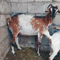 نزار چاق و گوشتی بزرگ ۱۶تا ۱۸کیلو