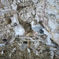 کفتر کرکوری