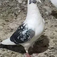 کبوتر ابلغ آخرت زات نر