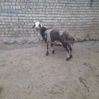 گوسفند و بره