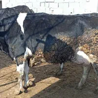 شیر تازه گاو