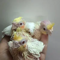 جوجه عروس هلندی