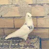 فروش ۱۵عدد طوقی اجری فولادی طوق سیاه