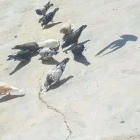 سلام حدود سی عددکبوتر بفروش میرسد