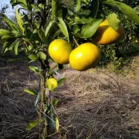 ۲۰۰۰متر باغ بیست ساله کوکنده ازجویبارکاربری مسکونی