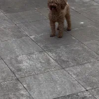 سگ پودل ماده