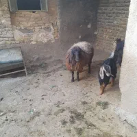 میش چاق و جوان