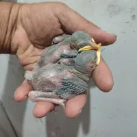 جوجه مینا