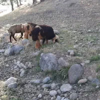 بره