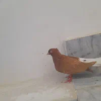 چند عدد کبوتر  ب ضمانت