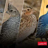 فروش بلدرچین