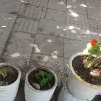 تعدادی گل درجه یک
