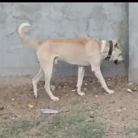 سگ خراسانی