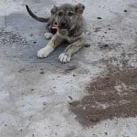 پژدر