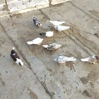 کبوتر