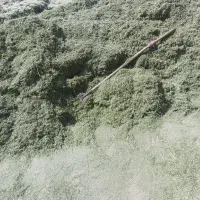 یونجه