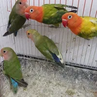 کوتوله نر ماده