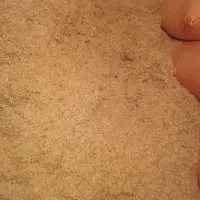 کاه گندوم خراسان خیلی تمیز نرم
