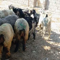 کهره نر  تکی و با هم