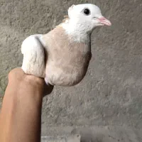 کبوتر طاقی زرد
