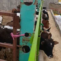 گیل دورگ خون دار
