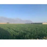 بذرقره یونجه ۳چین پایه بلند