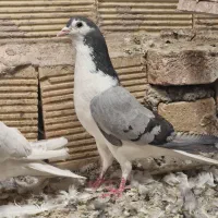 کبوتر دمگیر سینه باز و خرقه کیپ