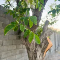 باغچه ۳۳۰ متر / سند تکبرگ / بهترین موقعیت