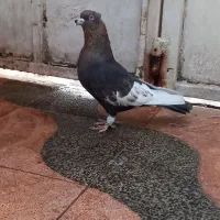 سینه تافته ای با تخم