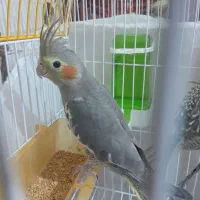 عروس هلندی