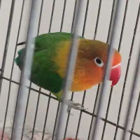 طوطی بریزیلی نر