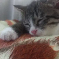 سرپرستی گوربه نمژاد پرشین رایگان قبول میکنم