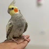 عروس هلندی رام سخنگو