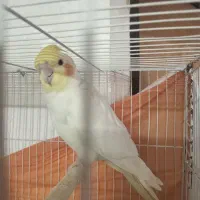 عروس هلندی