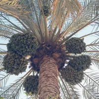 فروش خارک برهی